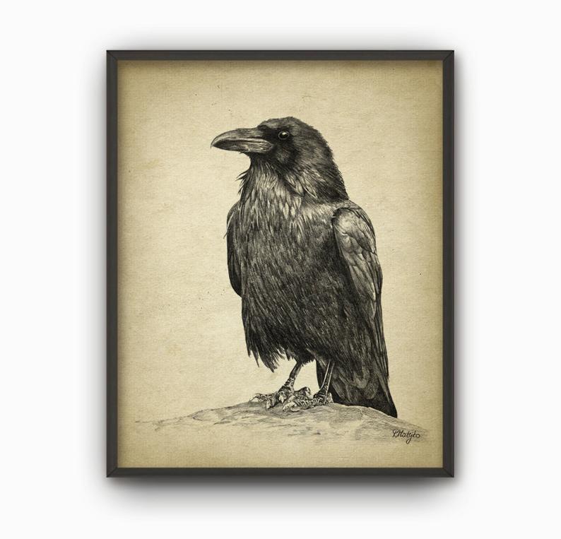 794x763 Raven Art Print Raven Pencil Drawing Print Raven Decor Etsy - Raven Bird Drawing
