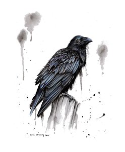 248x300 Raven Bird Drawings - Raven Bird Drawing