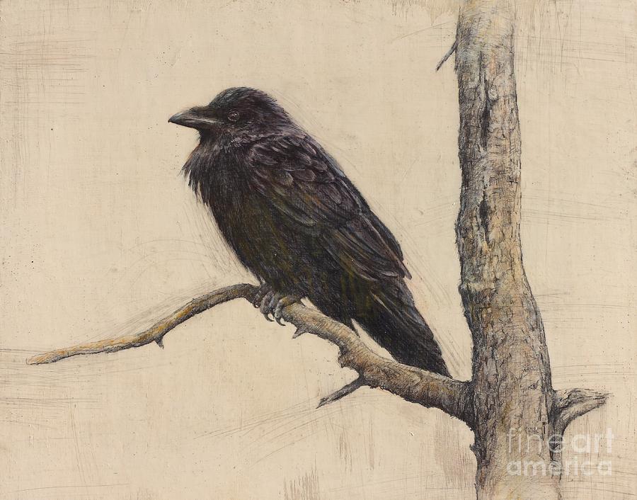 900x706 Raven Drawing - Raven Bird Drawing