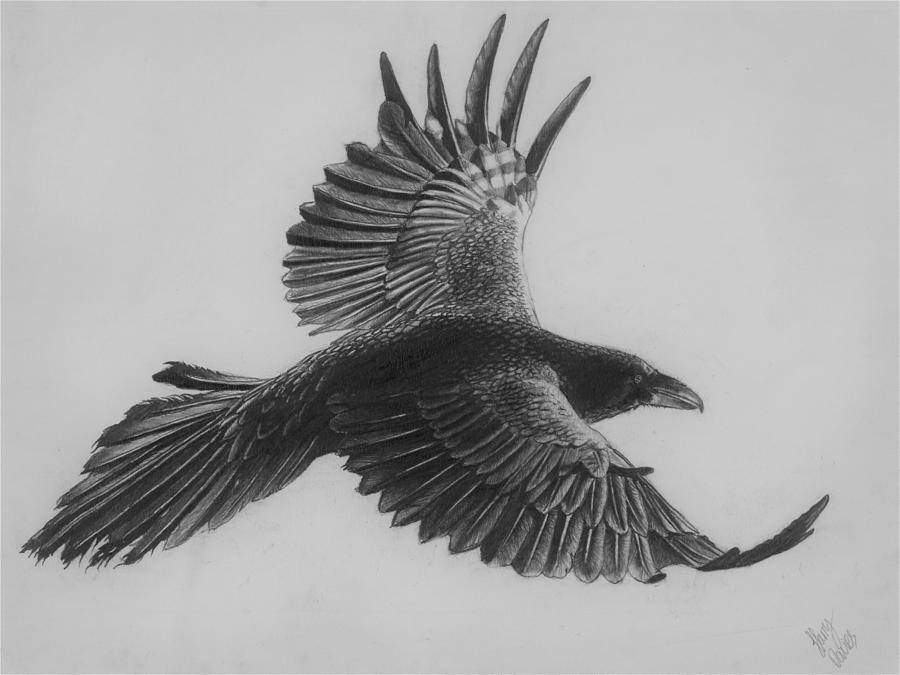 900x675 Raven In Flight Drawing - Raven Bird Drawing