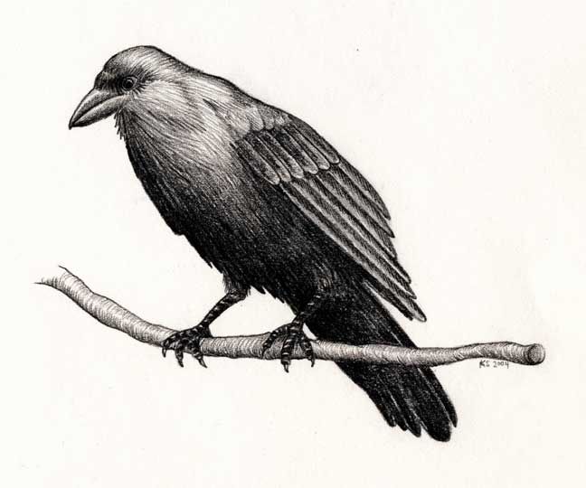 648x540 katherine shaughnessy bird drawings drawing birds bird - Raven Bird Drawing