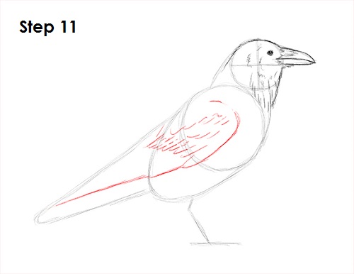 500x386 How To Draw A Raven - Raven Bird Drawing