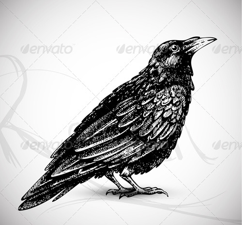 500x464 Raven Drawing - Raven Drawing