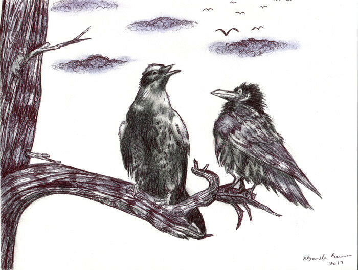 700x528 Black Bird Crow Raven Pigeon Pen Drawing Original Art Animal - Raven Drawing