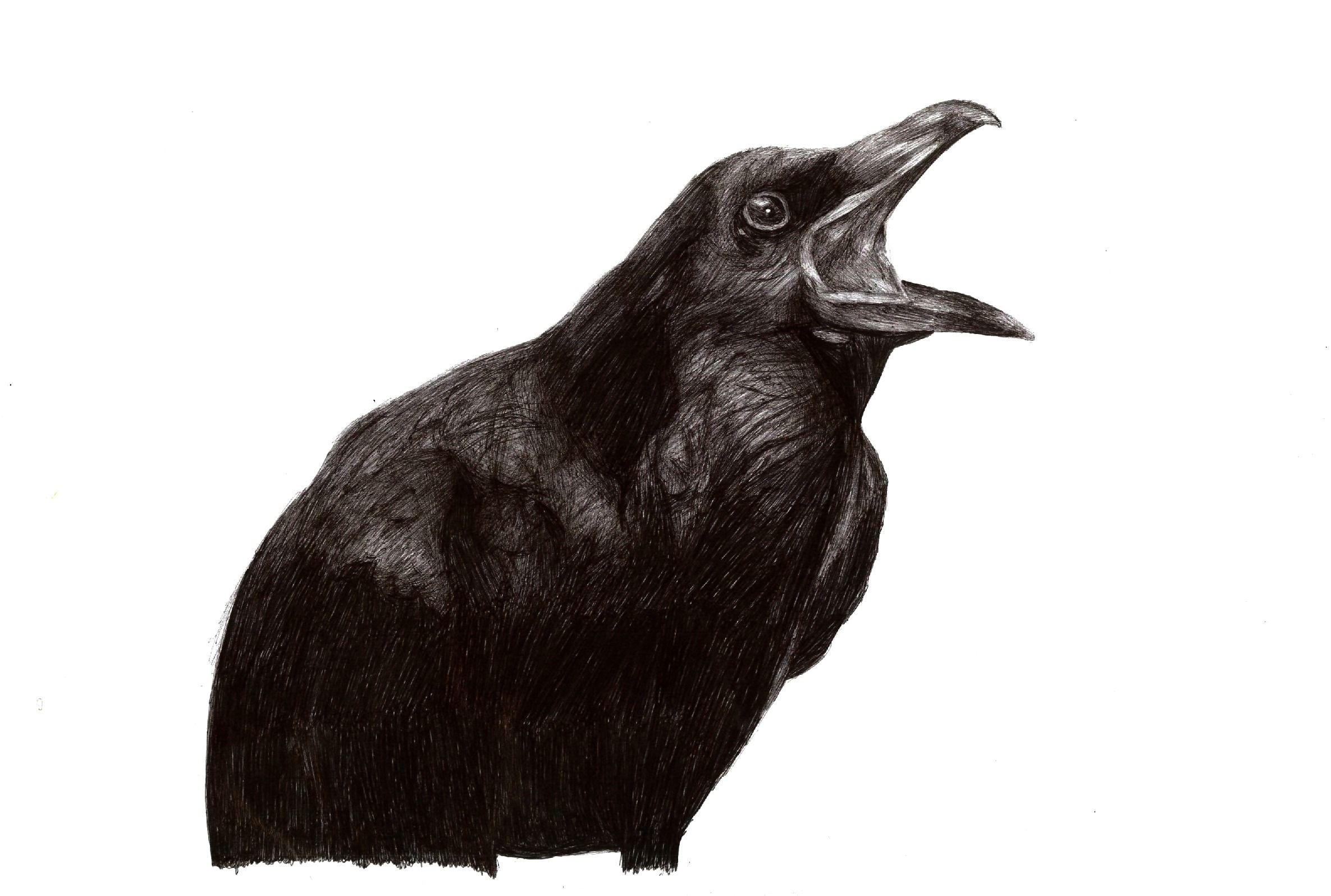 2371x1596 Raven Drawing - Raven Drawing