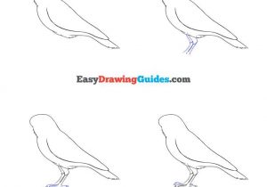 300x210 How To Draw A Raven With How To Draw A Raven Drawing Reference - Raven Drawings