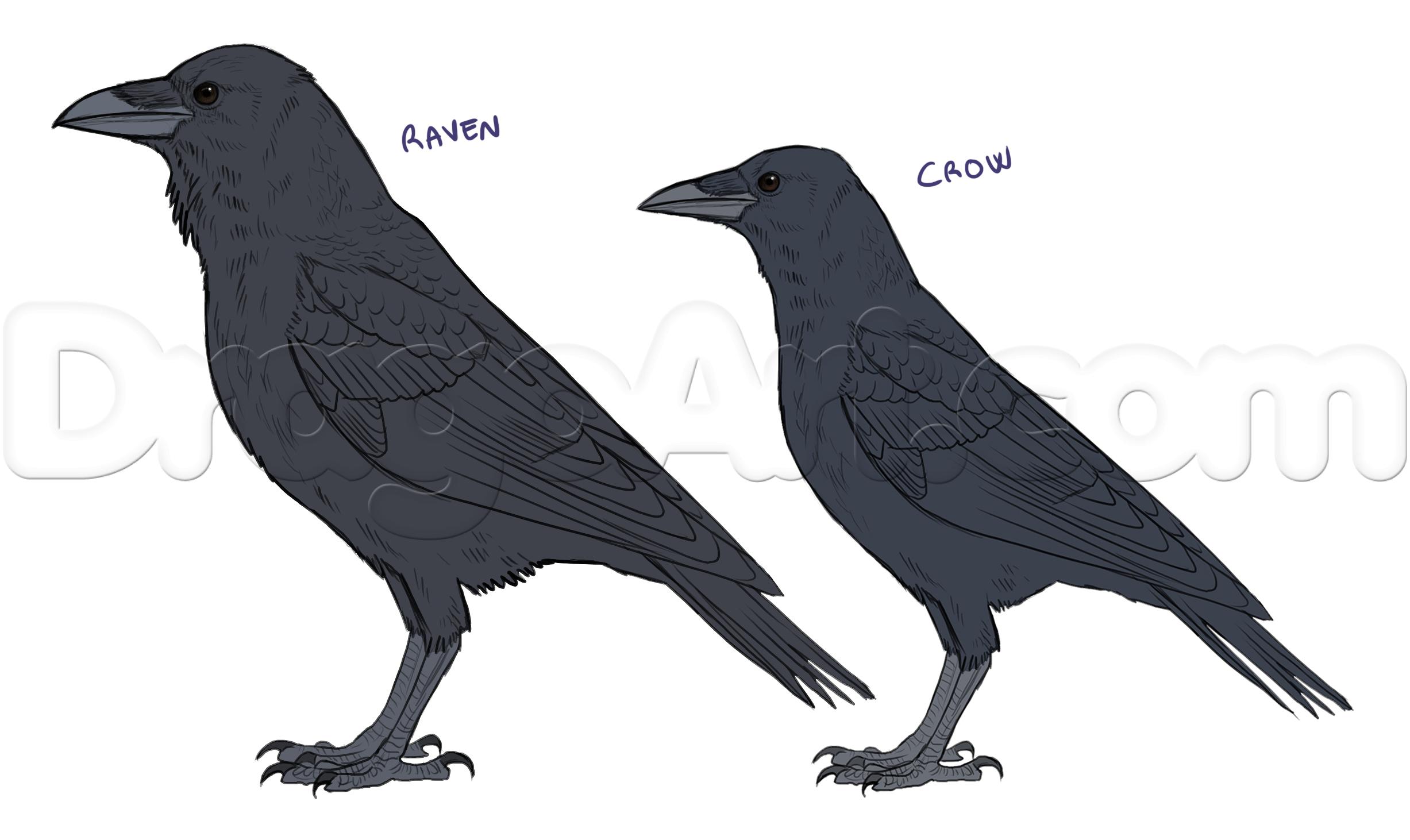 2454x1462 How To Draw Ravens, Step - Raven Drawings