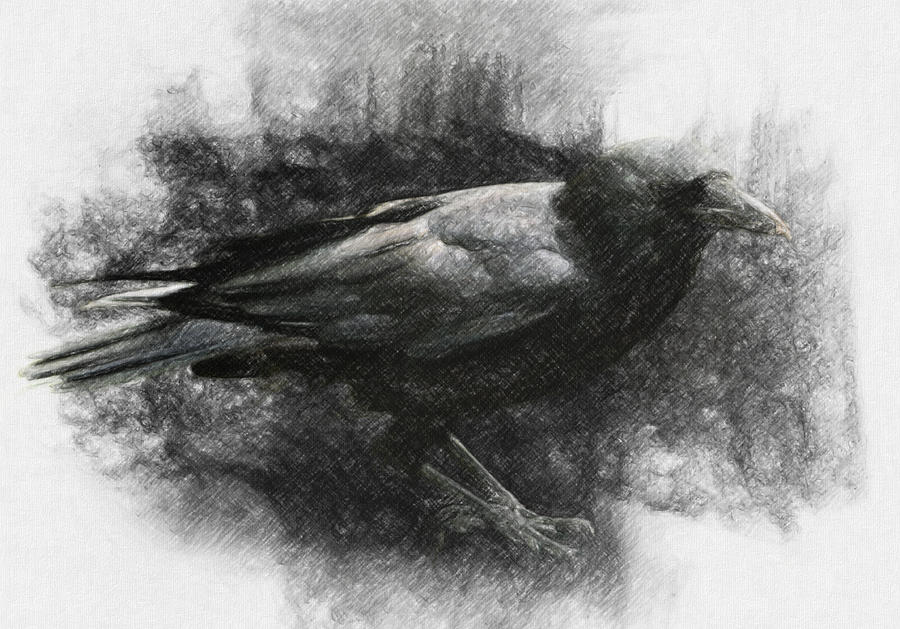 900x629 Raven Drawing - Raven Drawings