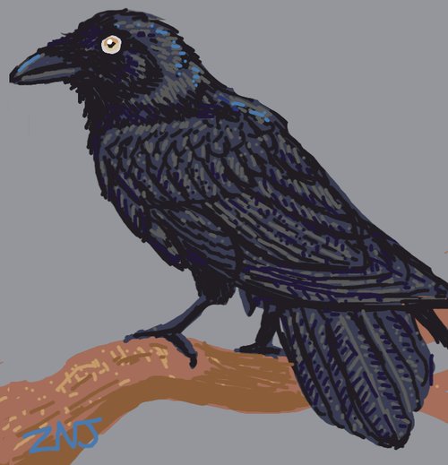 500x519 Raven Drawings - Raven Drawings