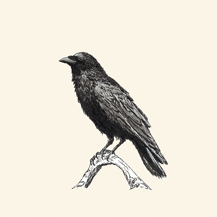 720x720 Raven M Dan Tabata - Raven Drawings