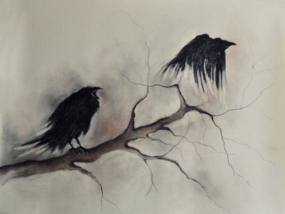 570x428 Ravens Drawing - Raven Drawings