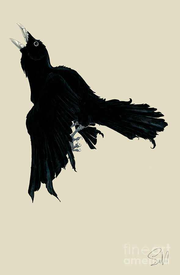 589x900 Black Raven Drawing - Raven Drawings