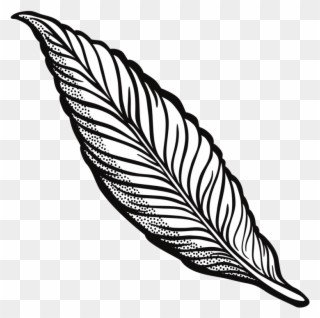 320x318 Free Png Feather Clip Art Download - Raven Feather Drawing