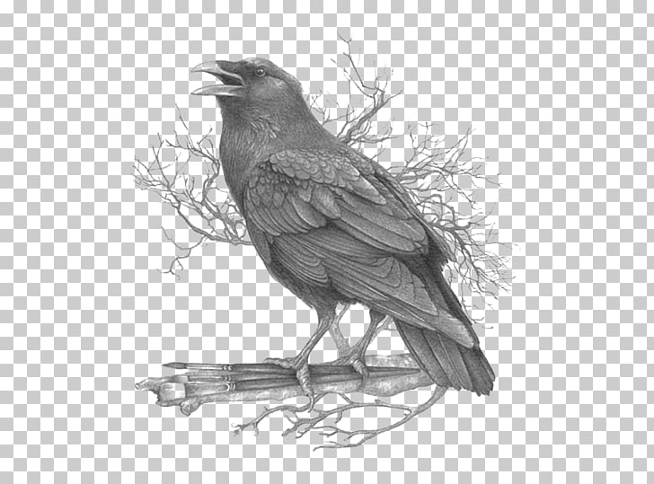 728x539 american crow common raven black and white feather drawing, crow - Raven Feather Drawing