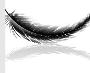 300x243 What Does A Black Feather Mean - Raven Feather Drawing