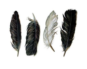 340x270 Raven Feather Drawing - Raven Feather Drawing