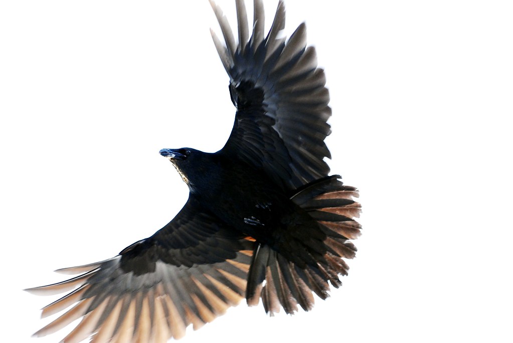 Raven Flying Drawing at Explore collection of