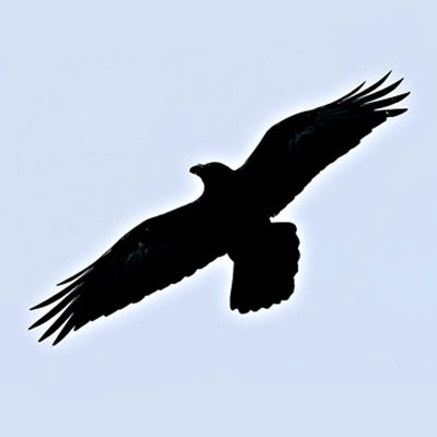 400x400 Huge Collection Of 'raven In Flight Drawing' Download More Than - Raven Flying Drawing