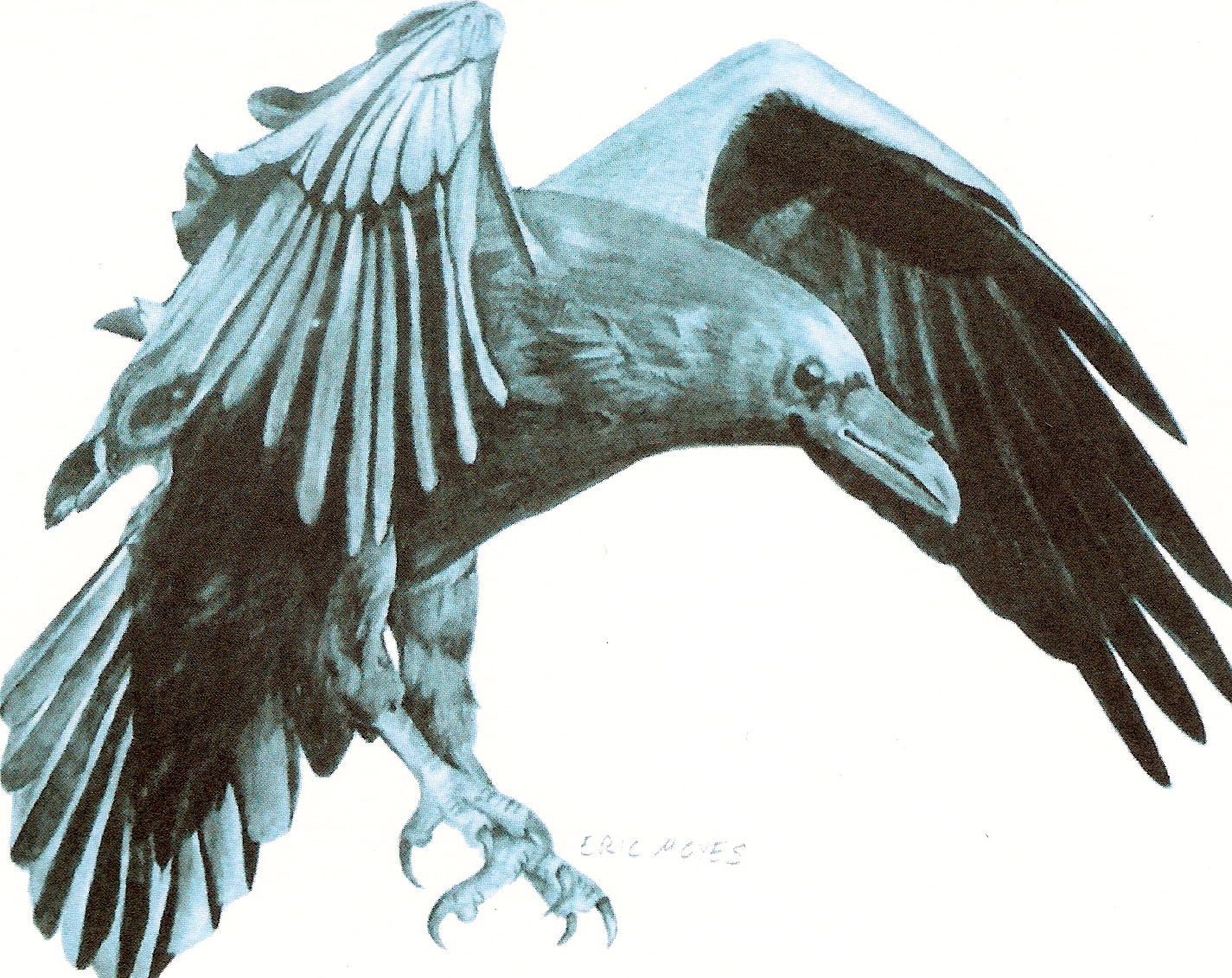 Raven Flying Drawing at Explore collection of