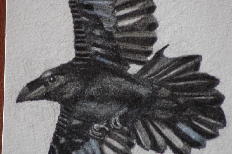 794x528 raven black raven flying raven drawing raven crow black etsy - Raven Flying Drawing