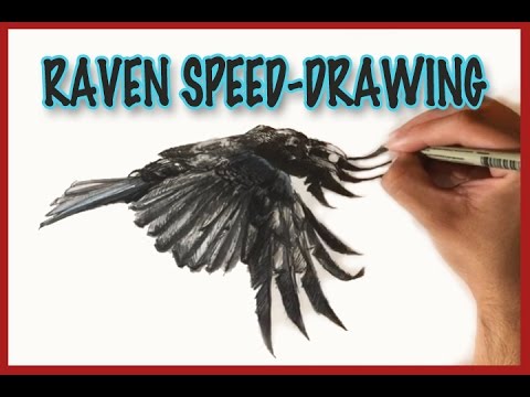 480x360 Raven In Flight, Speed Drawing, Watercolors And Ink - Raven Flying Drawing
