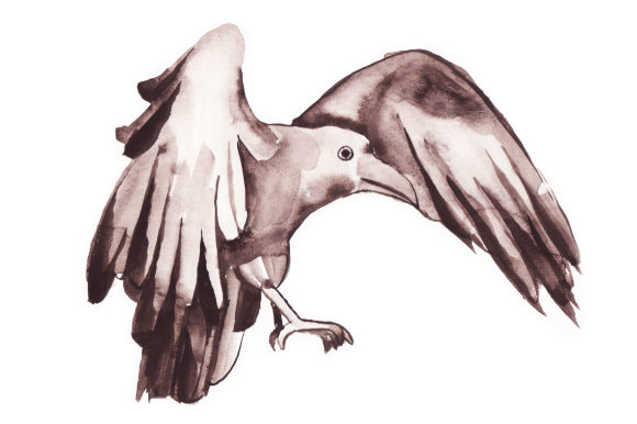 580x386 Watercolor Raven Flying - Raven Flying Drawing