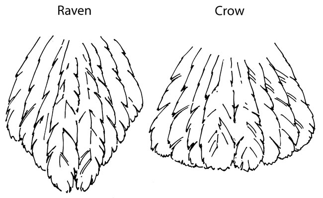650x399 common raven and american crow identification - Raven Flying Drawing