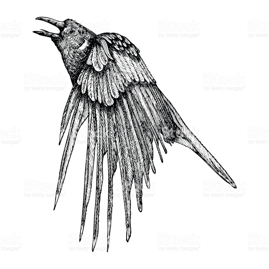 1024x1024 drawn raven in flight - Raven In Flight Drawing