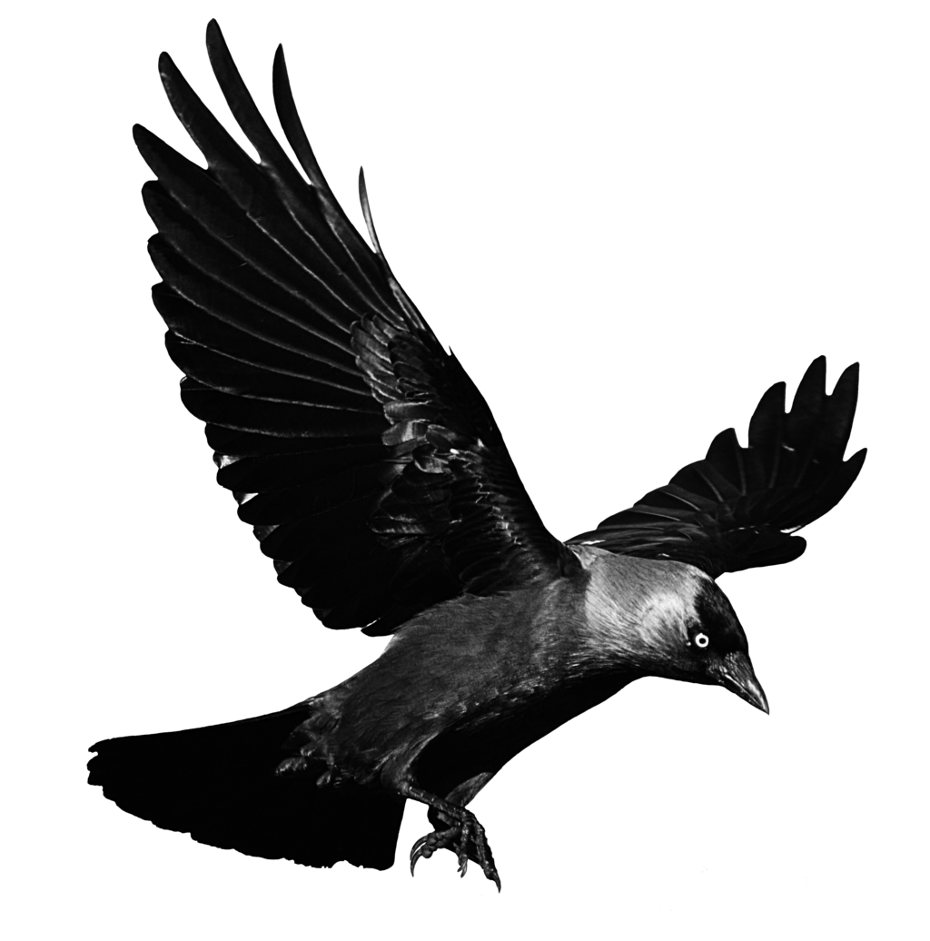 1024x1036 flying crow png black and white transparent flying crow black - Raven In Flight Drawing
