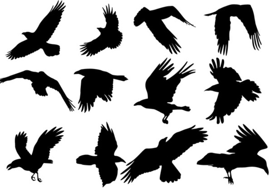 527x368 Flying Raven Free Vector Download - Raven In Flight Drawing