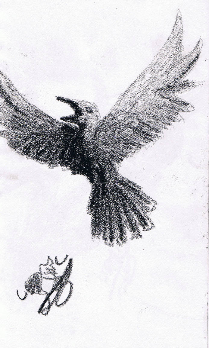 694x1152 raven's flight - Raven In Flight Drawing