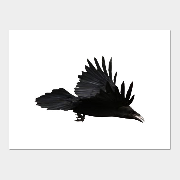 630x630 Raven Bird Flying Drawing - Raven In Flight Drawing
