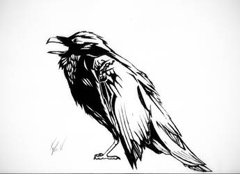 345x250 Raven Drawing With Marker And Pen - Raven In Flight Drawing