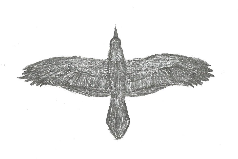 964x646 common raven flying - Raven In Flight Drawing