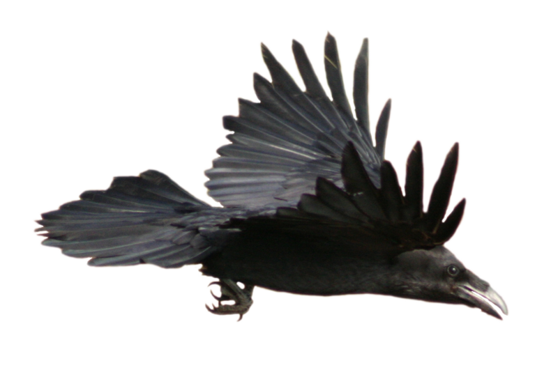 800x544 common raven flying - Raven In Flight Drawing