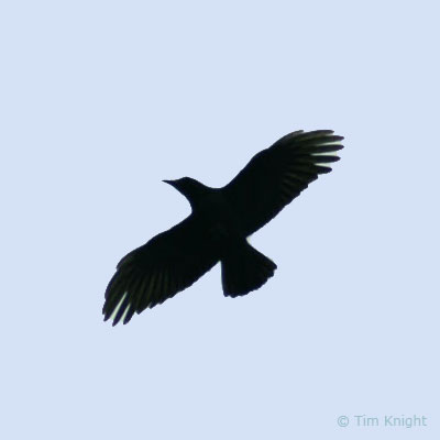 400x400 common raven and american crow identification - Raven In Flight Drawing