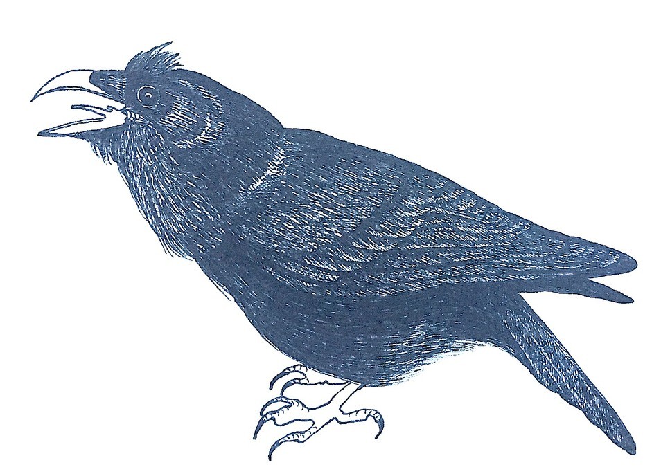 954x675 Blood Star Gallery - Raven Ink Drawing