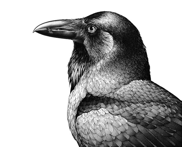 617x500 Darren Gilbert Drawing Australian Raven Ink On Illustration Board - Raven Ink Drawing
