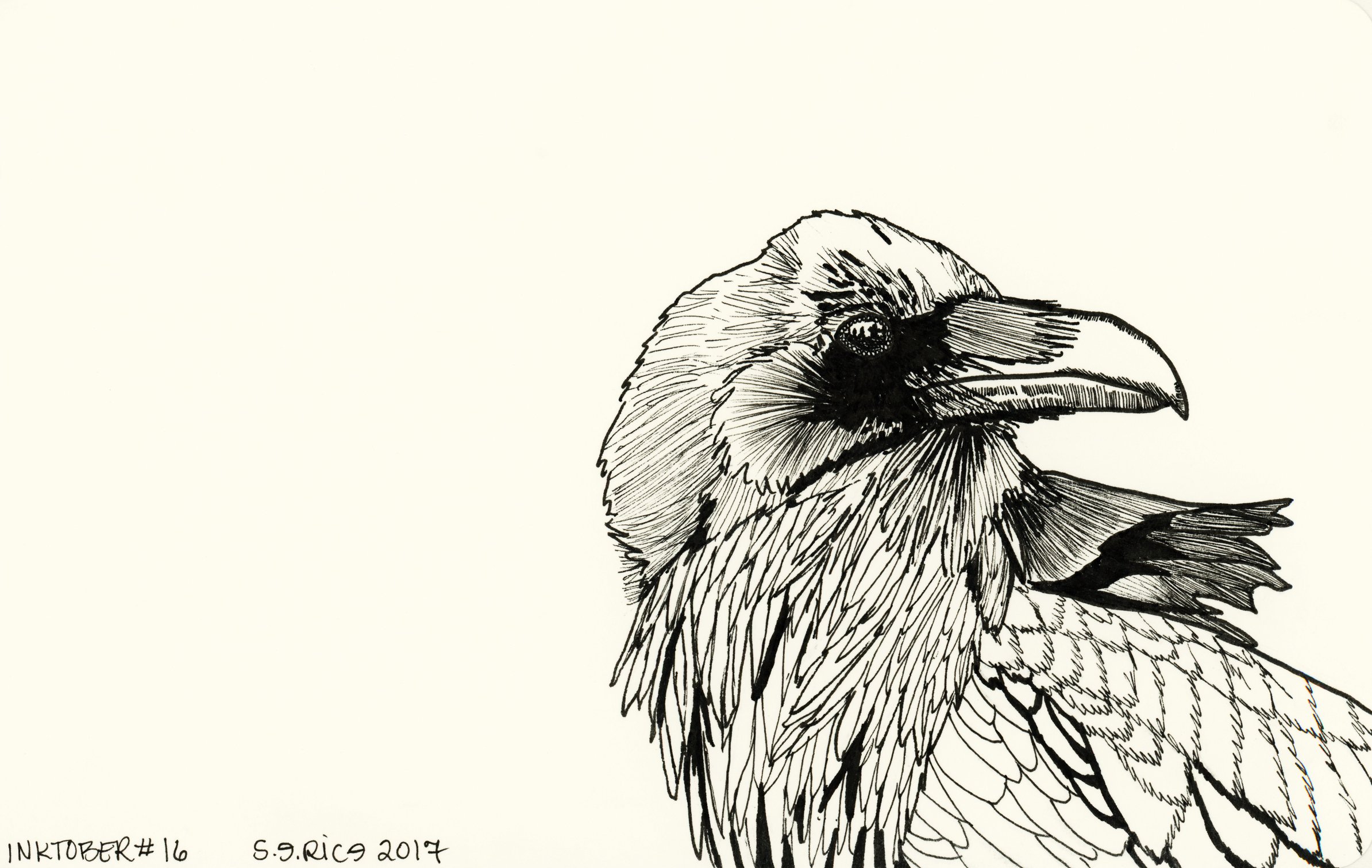 Raven Ink Drawing At Explore Collection Of Raven Ink Drawing 9548