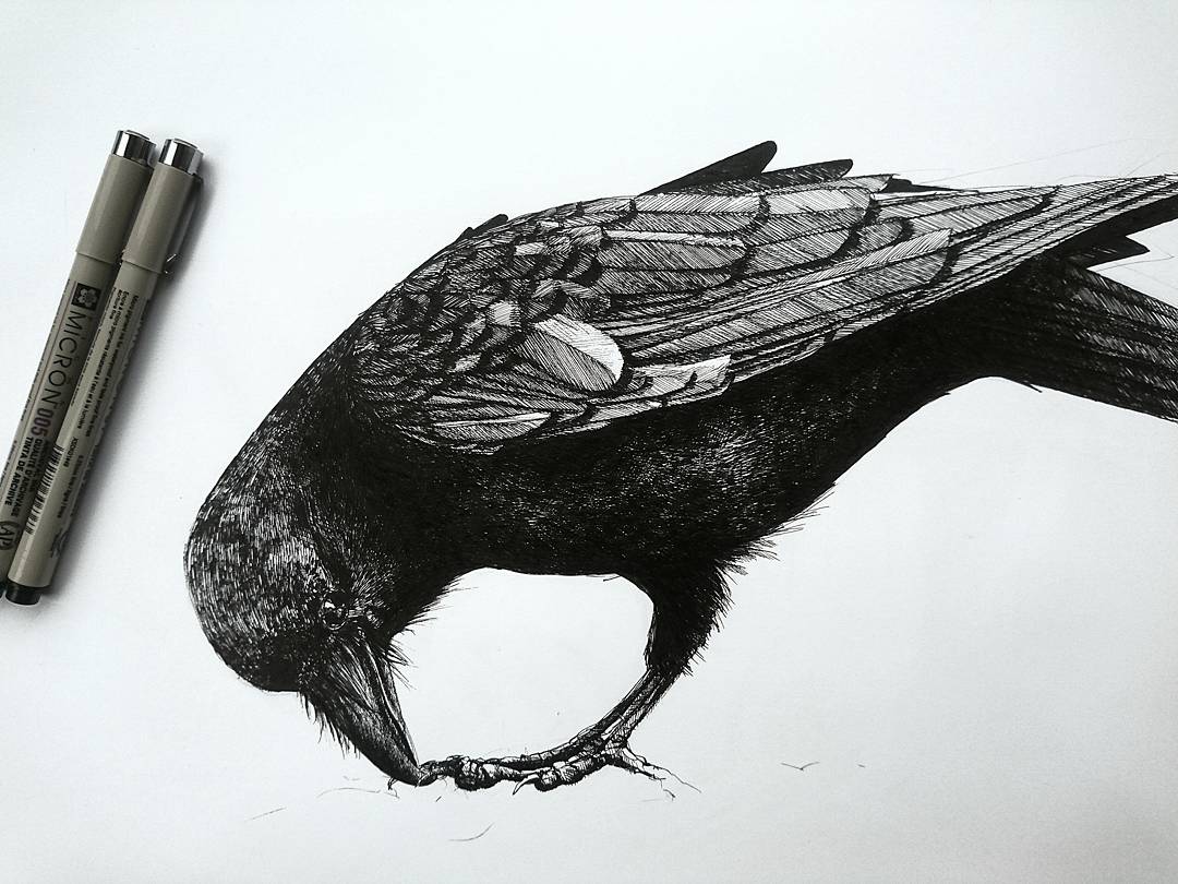 1080x810 My Latest Raven - Raven Ink Drawing