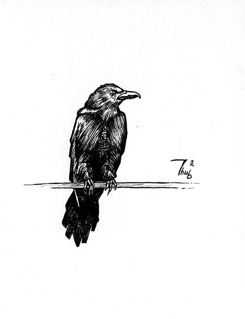 499x650 Raven Drawing Ink For Free Download - Raven Ink Drawing