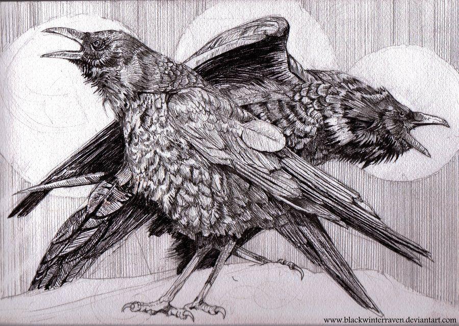 900x639 Raven Bird Drawings Raven Ink - Raven Ink Drawing