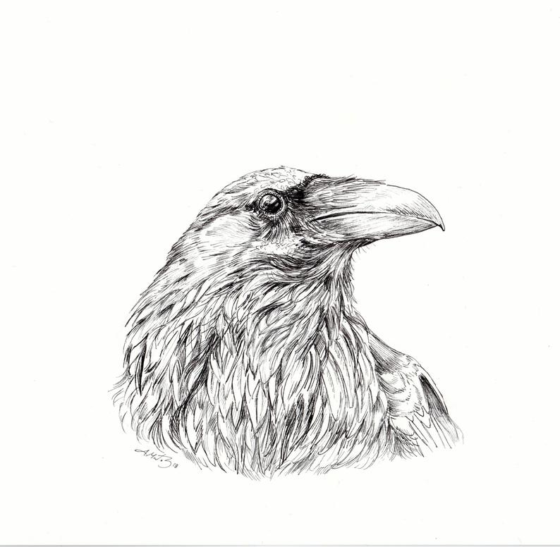 794x776 Raven Ink Drawing Drawing Of A Raven Corvid Illustration Etsy - Raven Ink Drawing