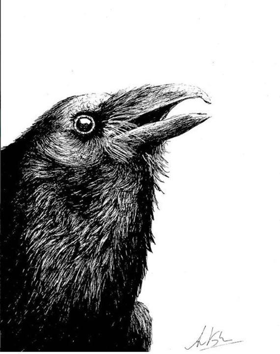 Raven Ink Drawing at PaintingValley.com | Explore collection of Raven ...