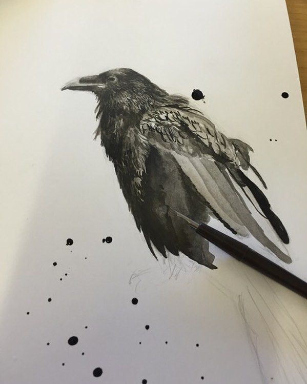 599x749 A Raven Ink Sketch - Raven Ink Drawing