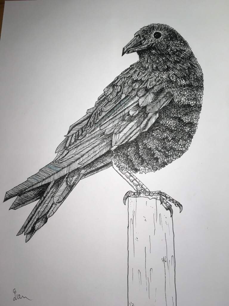 768x1024 Raven Ink Drawing Art Amino - Raven Ink Drawing