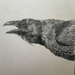 250x250 Raven Ink Drawing Tumblr - Raven Ink Drawing
