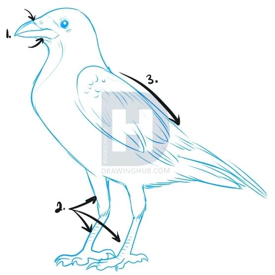 555x554 Crows Drawing Easy Scarecrow Umerkulovb - Raven Outline Drawing