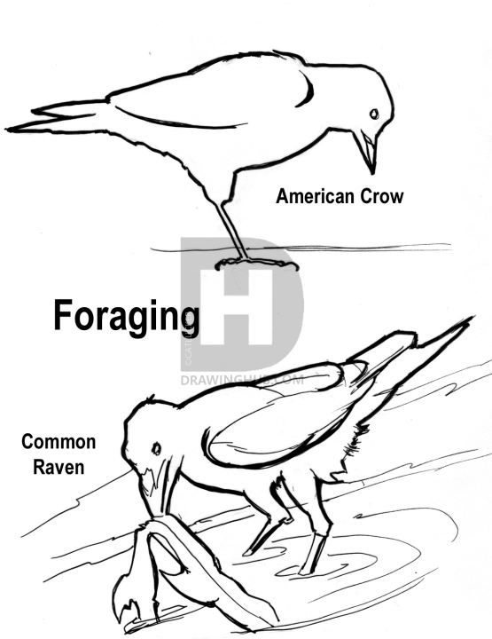 555x720 How To Draw A Realistic Crow, Draw Crows, Step - Raven Outline Drawing
