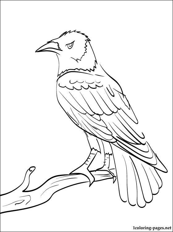 6600 Top Raven Bird Coloring Pages Images & Pictures In HD